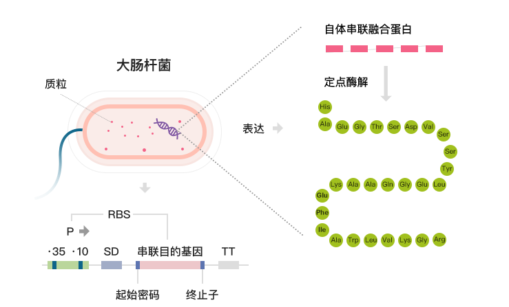 采用特有的酶切技術(shù)，酶切特異性強(qiáng)，純度極高